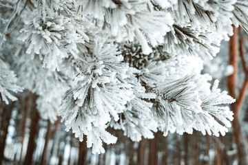close-up of pine tree branches in the frost