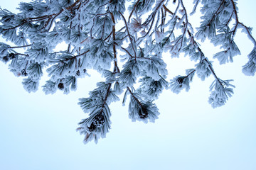 bottom view of pine branches with cones pine needles covered with frost severe frost