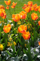 tulipes éclatantes