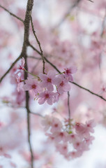 Flower plum blossoms in full bloom in Wuhan East Lake. It’s focus on the flower.