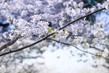 Flower plum blossoms in full bloom in Wuhan East Lake. It’s focus on the flower.
