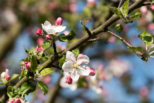 Apfelblüte © Xaver Klaussner