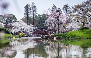 Cherry blossoms in Wuhan East Lake Sakura garden in warm spring
