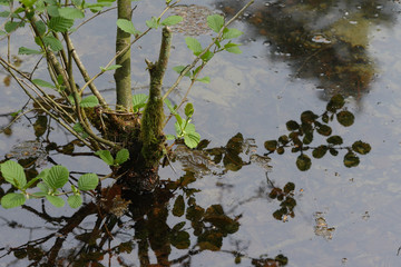 Donoperteich im Teutoburger Wald am Hermannsweg im Frühling und schön grün