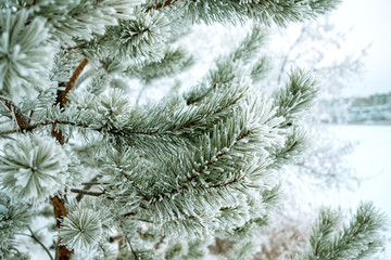 pine branches in the frost the frost on the needles of the tree
