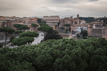 Fototapeta premium The ruins and the Colosseum of Rome with typical Tuscan trees from the monument Vittorio Emanuele II