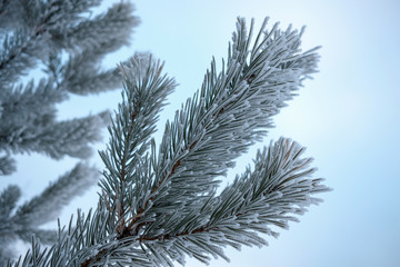 pine branch close-up each pine needle is covered with frost severe frost gray blue background