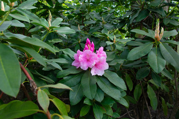 pink flowers in the garden