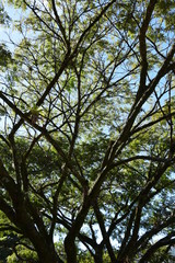 Fototapeta premium Petrópolis e Rio de Janeiro