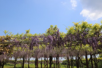 かざはやの里　藤の花