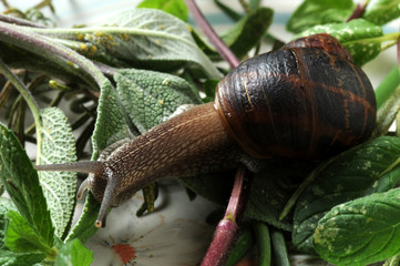 Arianta arbustorum ft9104_7944