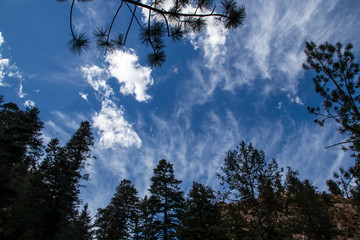 Dramatic blue sky with white clouds surrounded by evergreen trees - dark beautiful background