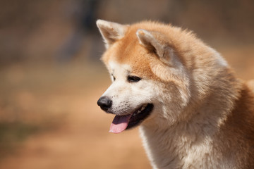 dog breed Japanese Akita on a walk portrait