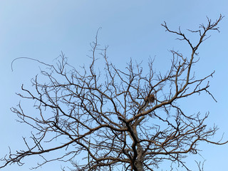Abstract of dead tree with blue sky background
