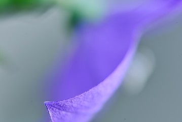 桔梗の花の先端のライン