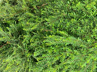 Close up of green leaf natural background