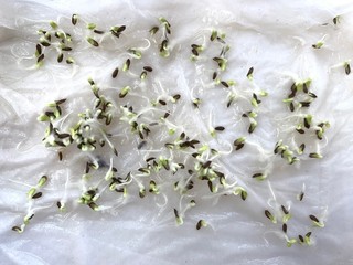 Plant seeds on tissue paper