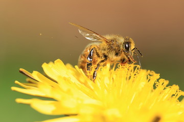Bee on a dandelion