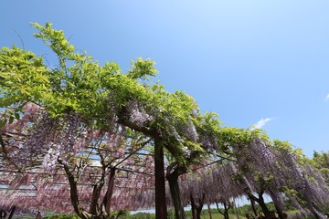 かざはやの里　藤棚