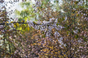 Sakura close-up. Cherry blossom in springtime, beautiful pink flowers on the branch