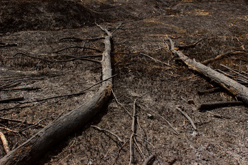 Cropped Shot Of A Burnt Wood. Burnt Trees On The Ground After A Forest Fire. Nature, Forest Fires, Environmental Protection Concept.