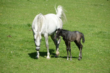Obraz premium LIPIZZANER FOHLEN . LIPIZZAN FOAL