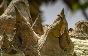 Ceiba speciosa