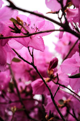 pink flowers in garden