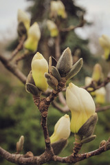 white flowers of a tree