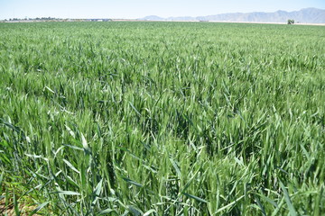 Arizona green wheat field