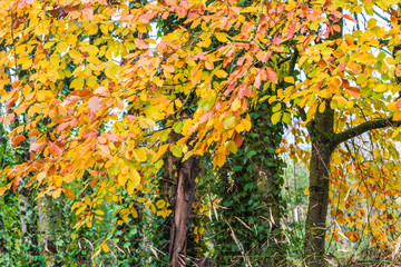 Beautiful autumn landscape with yellow tree close up