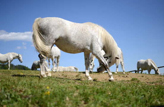 LIPIZZANER 