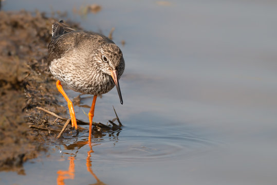 Red Shank Hunting