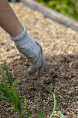 Woman wearing protective gloves, planting in the ground