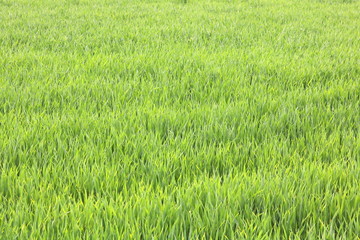 Natural green background with juicy spring green grass