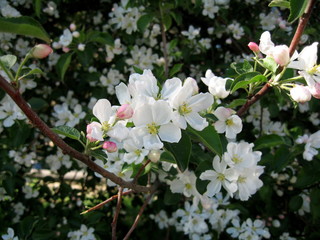 In spring, the first of the trees are blooming bird cherry and apple trees. In the air is their pleasant tart flavor! The trees are completely covered with white flowers.