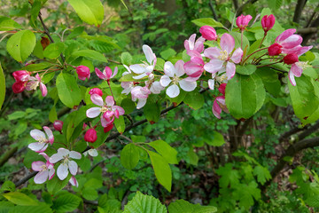 Japanese flowering crabapple (Malus floribunda); flowers and buds