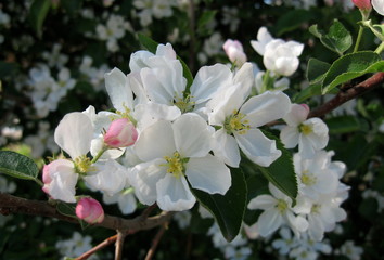 In spring, the first of the trees are blooming bird cherry and apple trees. In the air is their pleasant tart flavor! The trees are completely covered with white flowers.