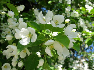In spring, the first of the trees are blooming bird cherry and apple trees. In the air is their pleasant tart flavor! The trees are completely covered with white flowers.