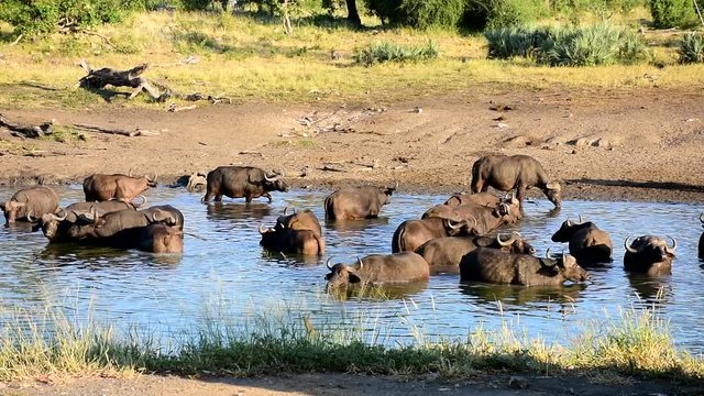 buffaloes in waterhole,Kruger national park,South Africa