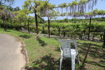 かざはやの里　藤の花