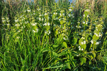 White Dead-nettle (Lamium album)