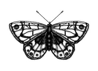 Black and white vector illustration of a butterfly. Hand drawn insect sketch. Detailed graphic drawing of wall brown in vintage style.