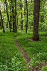 Path in the forest in the Little Carpathian mountains (Slovakia)
