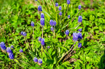 Lilac flowers on long legs in the meadow