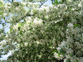 In spring, the first of the trees are blooming bird cherry and apple trees. In the air is their pleasant tart flavor! The trees are completely covered with white flowers.