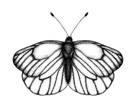 Black and white vector illustration of a butterfly. Hand drawn insect sketch. Detailed graphic drawing of black veined white in vintage style.