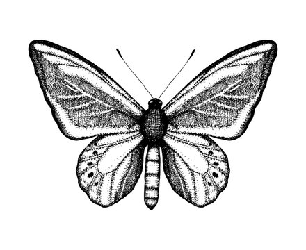 Black and white vector illustration of a butterfly. Hand drawn insect sketch. Detailed graphic drawing of wall brown in vintage style