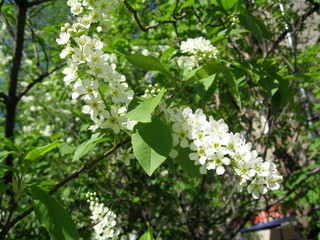 In spring, the first of the trees are blooming bird cherry and apple trees. In the air is their pleasant tart flavor! The trees are completely covered with white flowers.