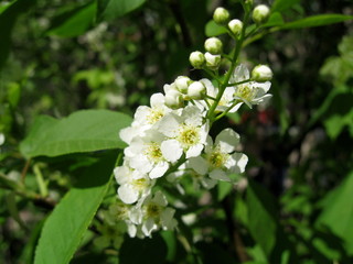 In spring, the first of the trees are blooming bird cherry and apple trees. In the air is their pleasant tart flavor! The trees are completely covered with white flowers.